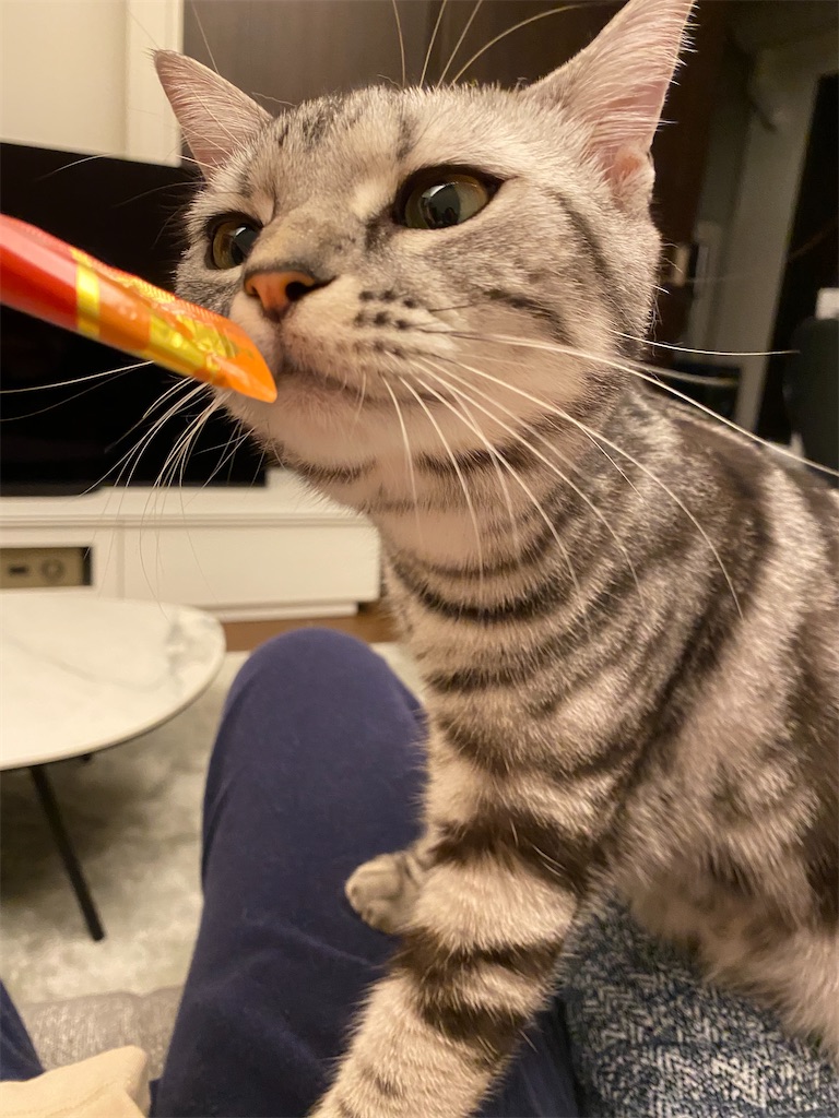 f:id:toriblogtkn:20200610003451j:image