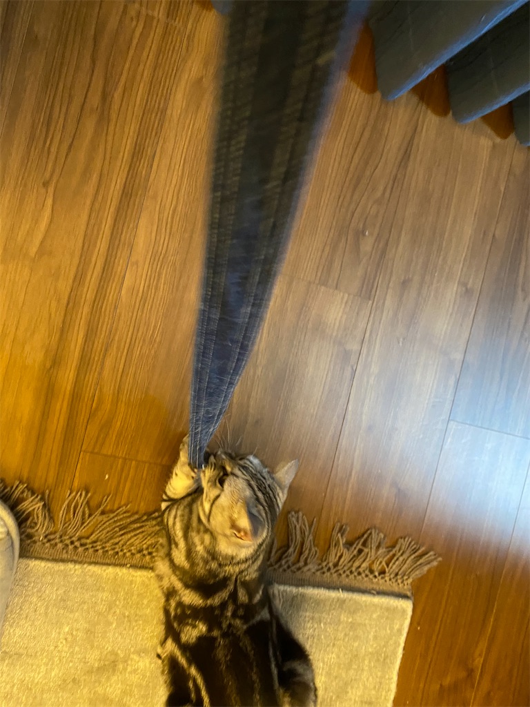 f:id:toriblogtkn:20200614225427j:image