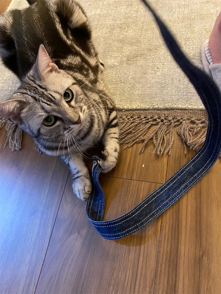 f:id:toriblogtkn:20200614225438j:image