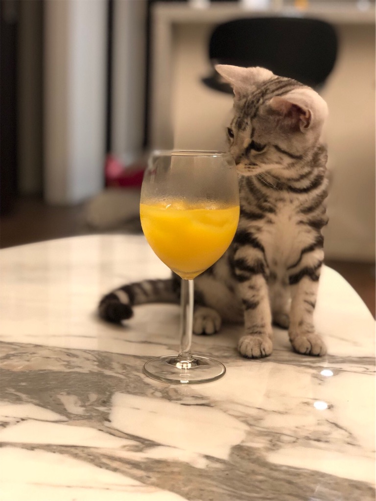 f:id:toriblogtkn:20200616233822j:image