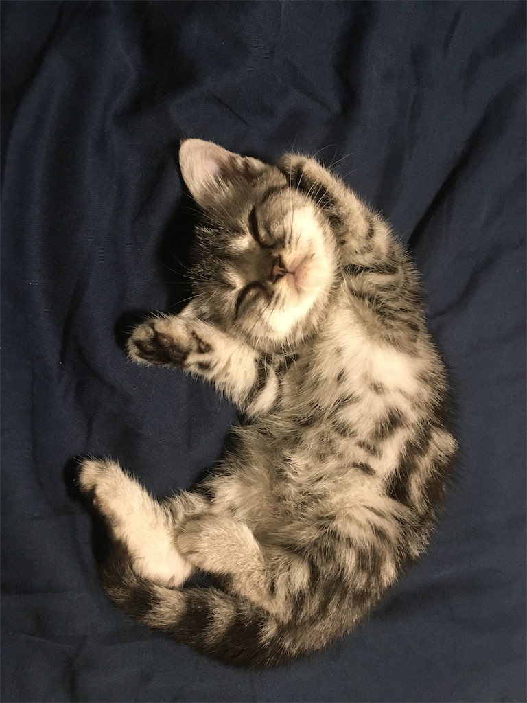 f:id:toriblogtkn:20200616233937j:image