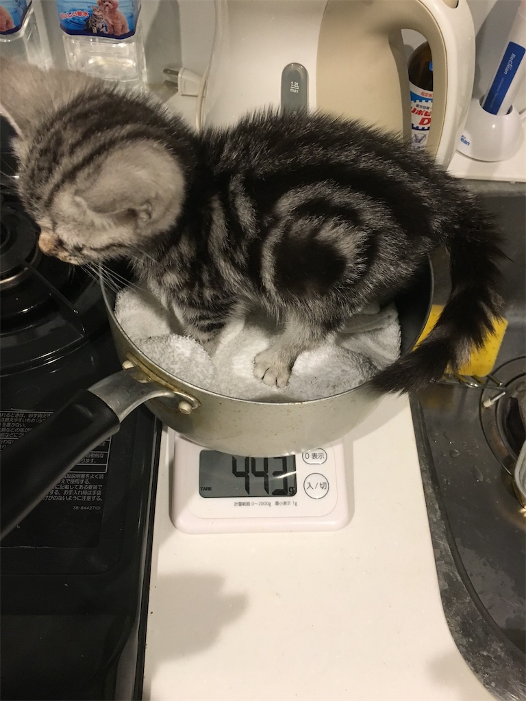 f:id:toriblogtkn:20200616234403j:image