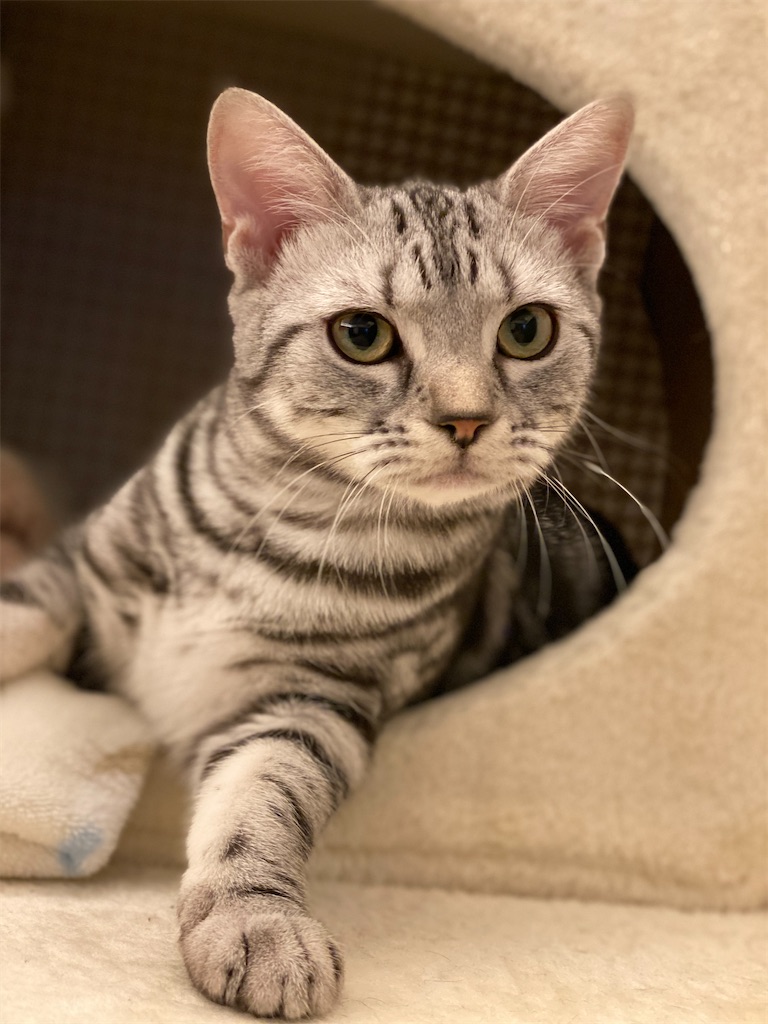 f:id:toriblogtkn:20200616234557j:image