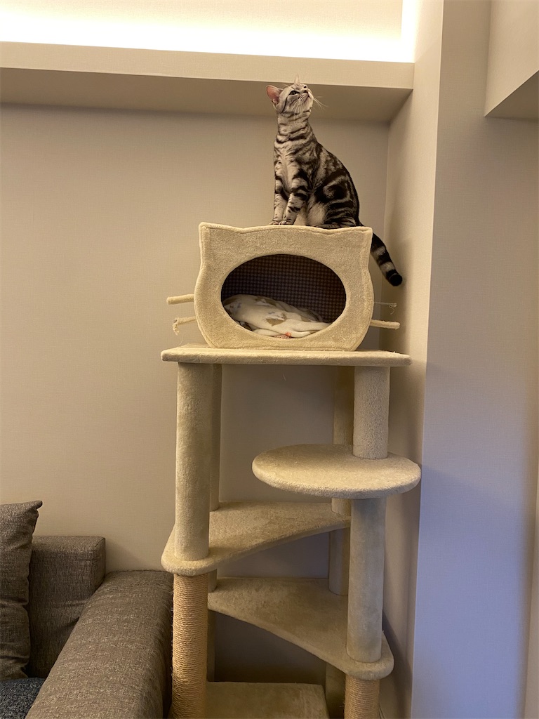 f:id:toriblogtkn:20200621012947j:plain