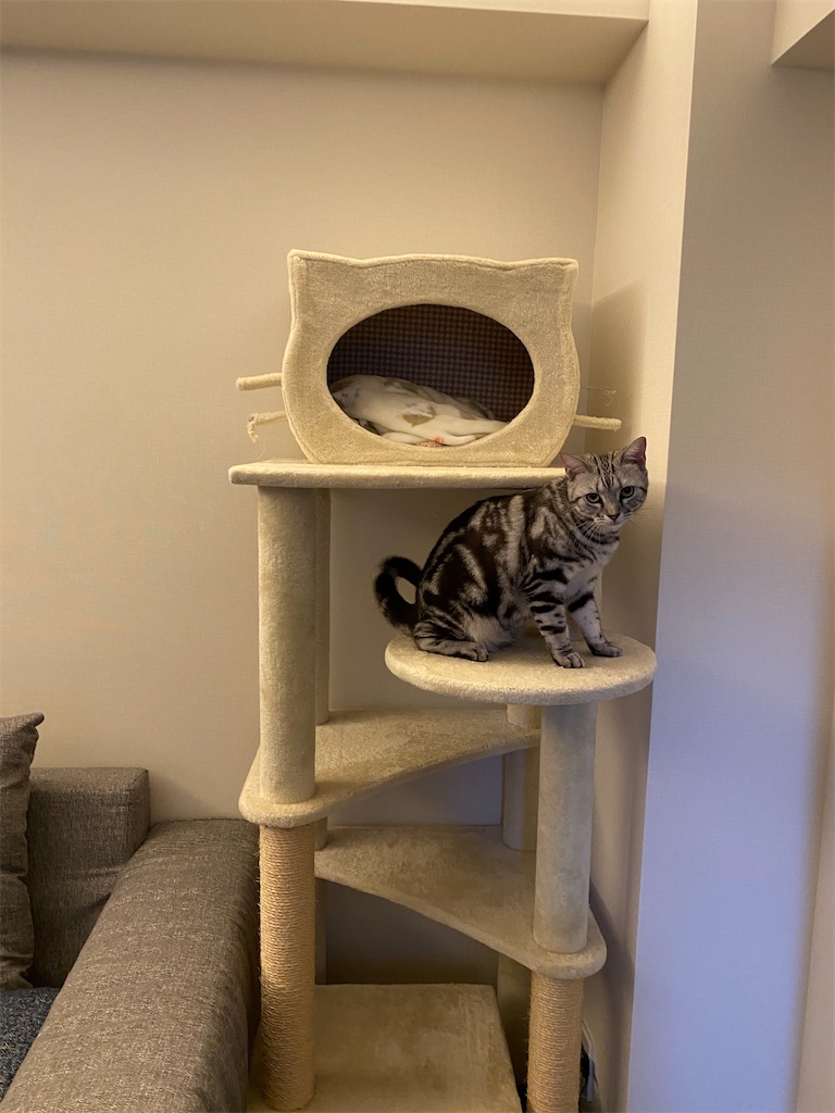 f:id:toriblogtkn:20200621012957j:plain