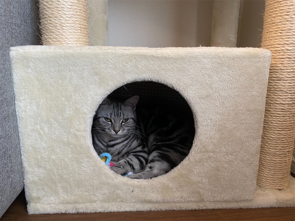 f:id:toriblogtkn:20200621013015j:plain