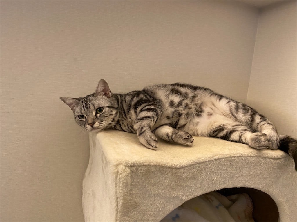 f:id:toriblogtkn:20200621013018j:plain