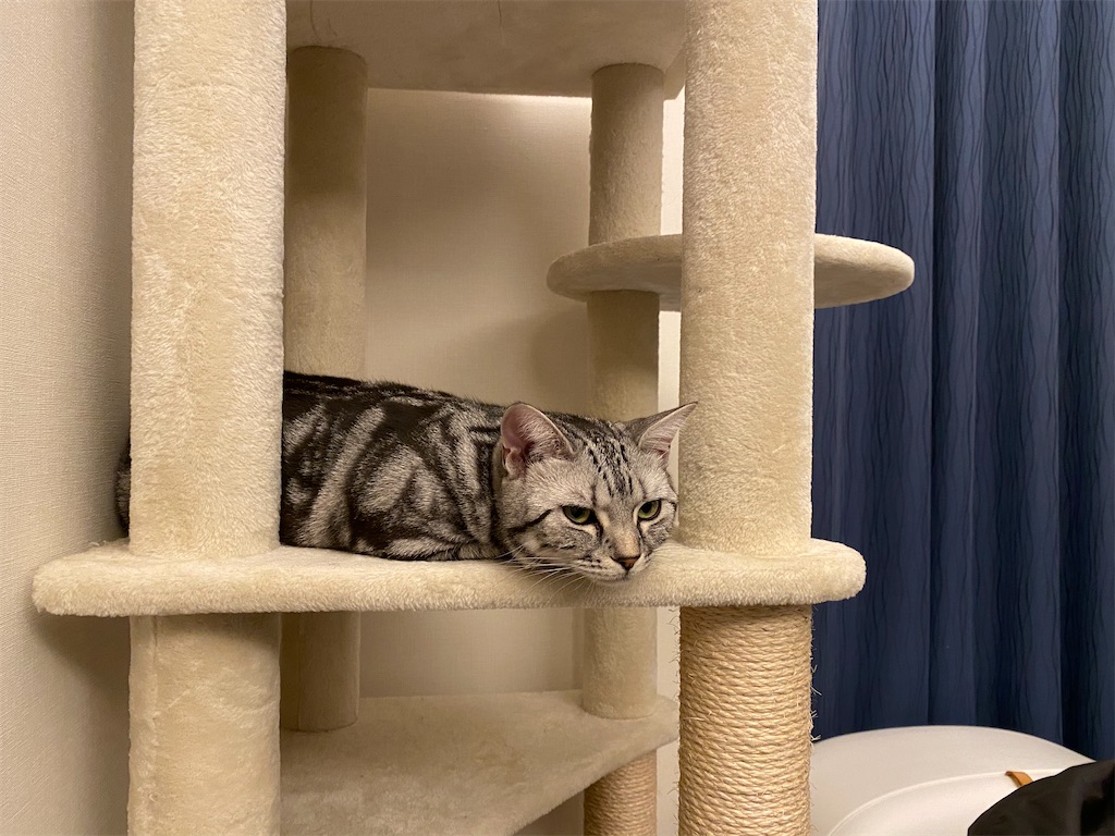 f:id:toriblogtkn:20200621013027j:plain