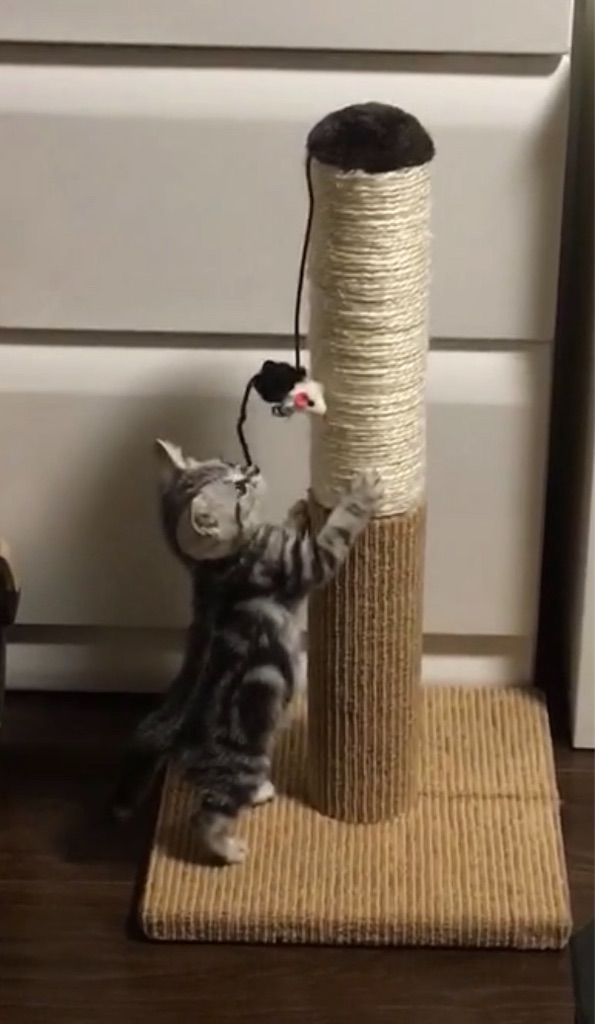 f:id:toriblogtkn:20200621014815j:plain