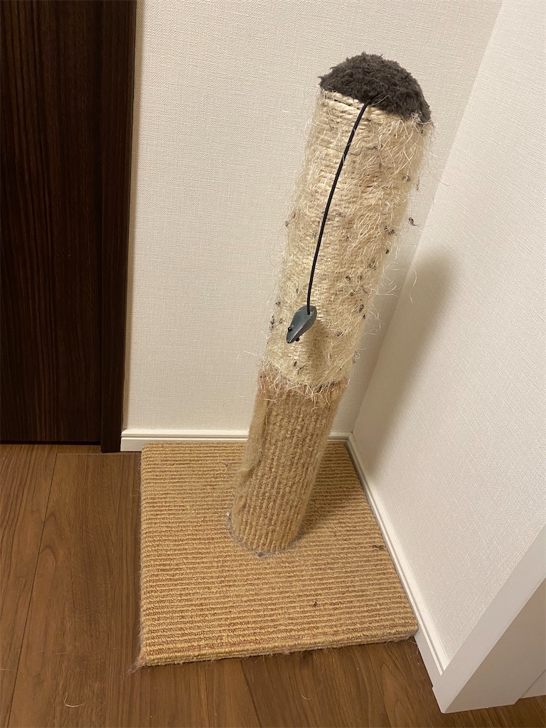 f:id:toriblogtkn:20200621021233j:image