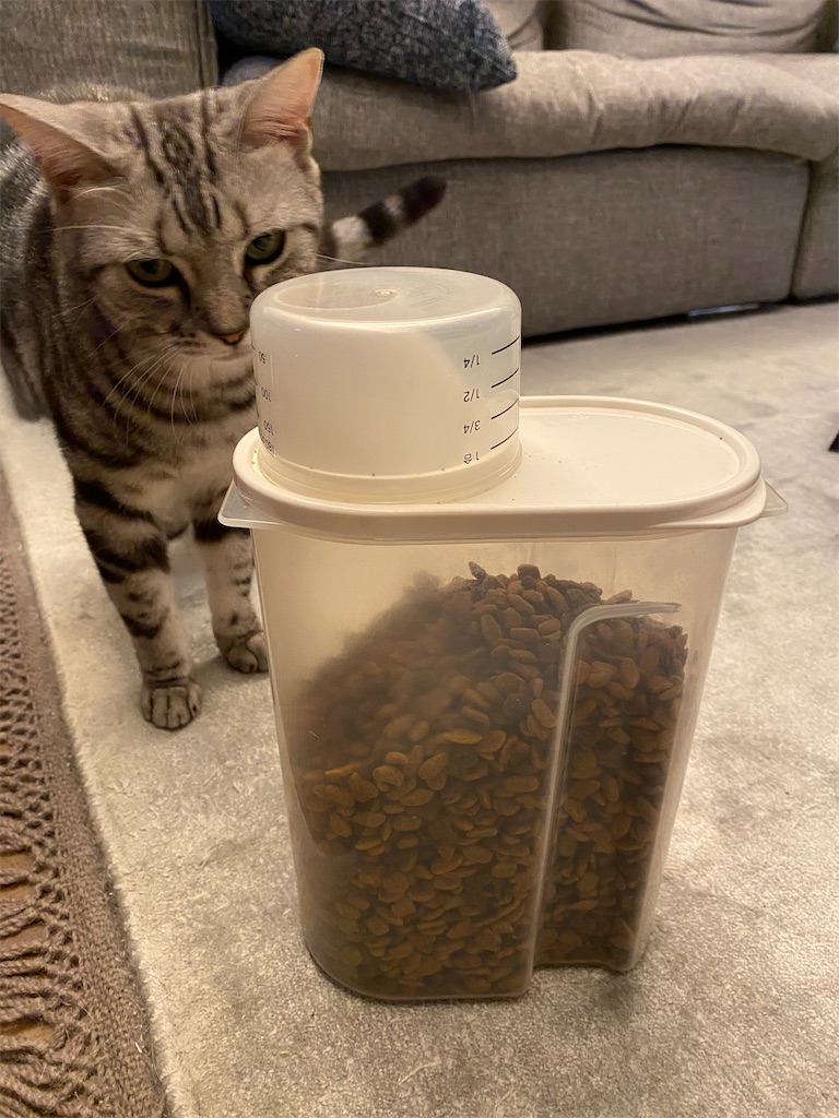 f:id:toriblogtkn:20200630131104j:image