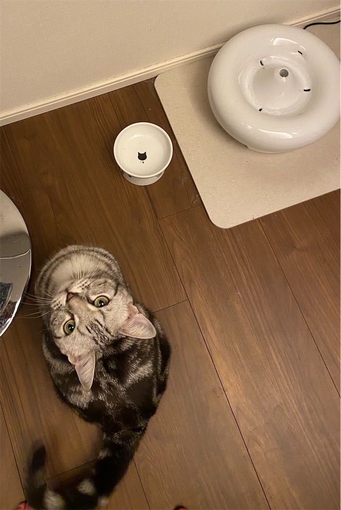 f:id:toriblogtkn:20200703010128j:image