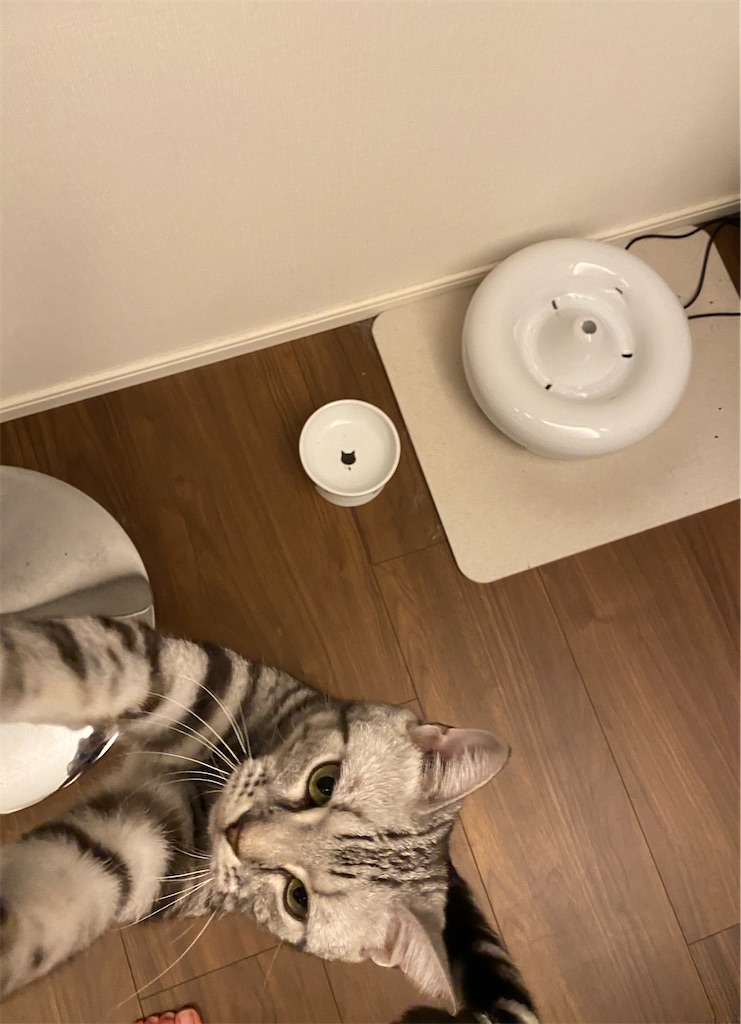 f:id:toriblogtkn:20200703010151j:image