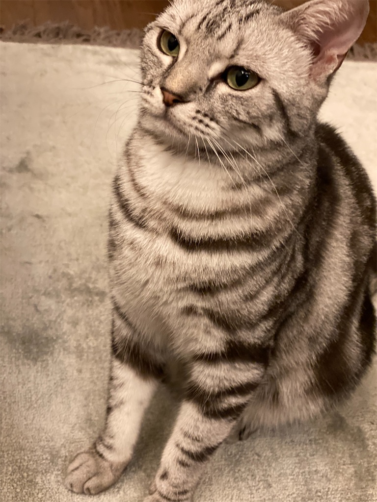 f:id:toriblogtkn:20200703010322j:image