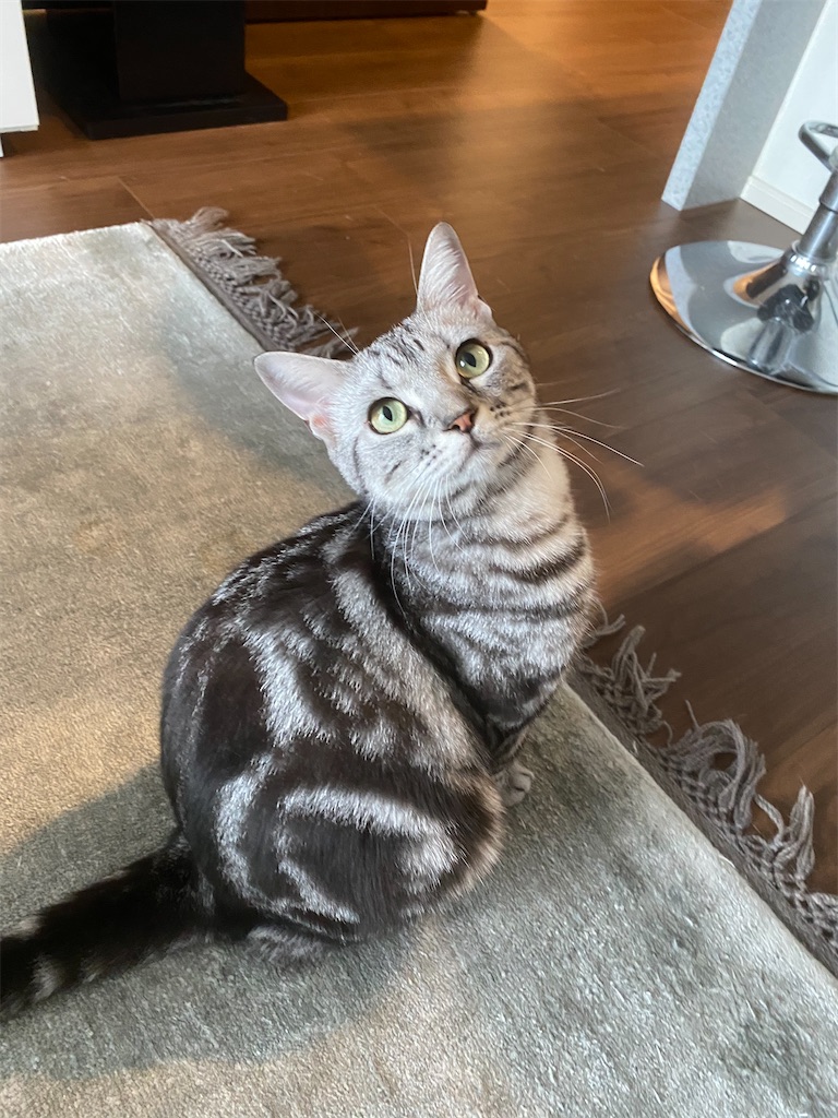 f:id:toriblogtkn:20200705012205j:plain