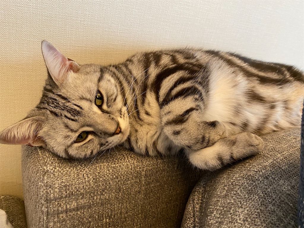 f:id:toriblogtkn:20200708022143j:plain