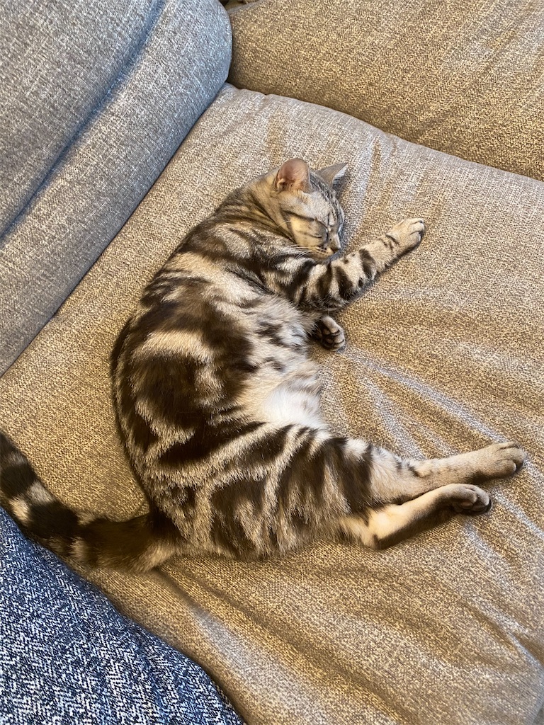 f:id:toriblogtkn:20200712034401j:image