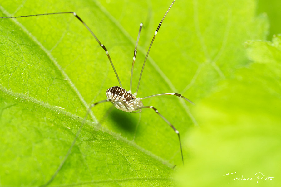 ザトウムシ 六時のおやつ