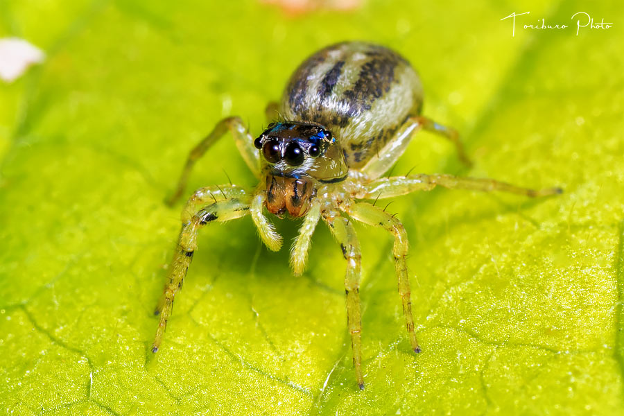 オニグモとは 動植物の人気 最新記事を集めました はてな