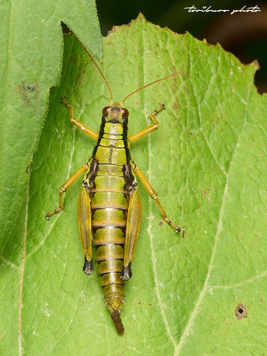 キリギリスとバッタたち - 六時のおやつ