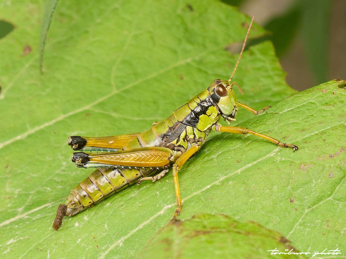 キリギリス キリギリスとバッタたち - 六時のおやつ