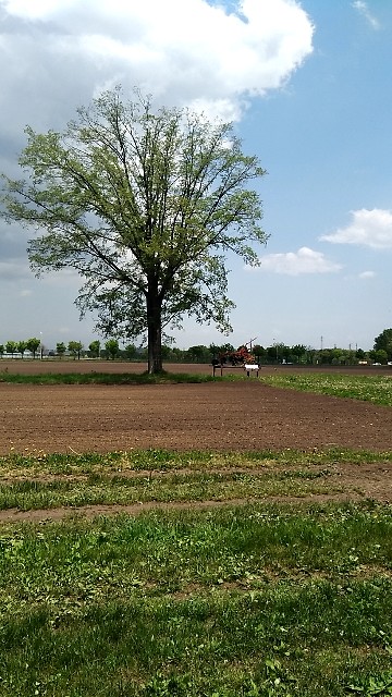 f:id:torichan3939:20190523151845j:plain