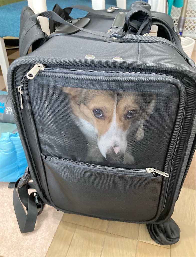 ペットキャリー リバッグ TAKE ME Lサイズ