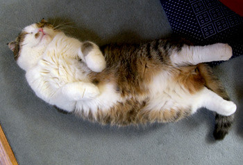 f:id:torico:20060318174204j:image