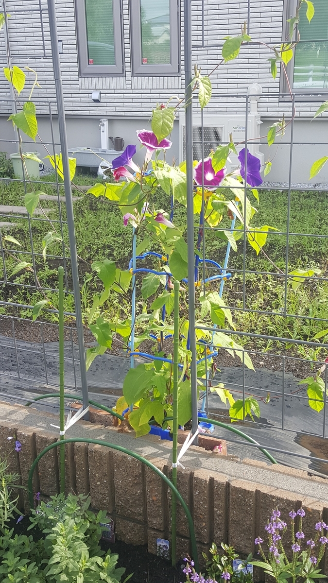 f:id:toridori-house:20190828150328j:plain f:id:toridori-house:20190828150328j:plain