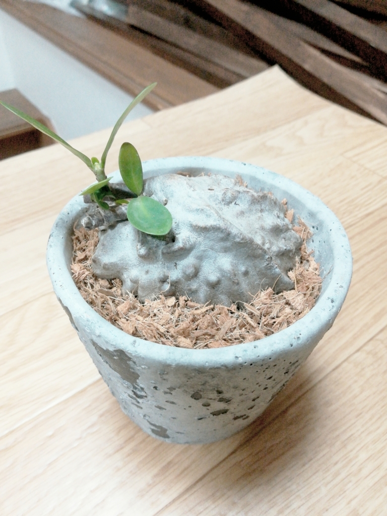 f:id:torihada1105:20180706205114j:plain