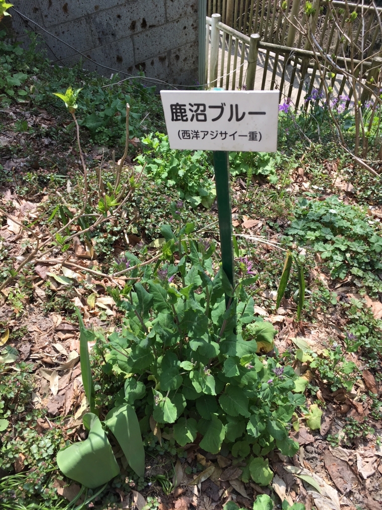 f:id:toriid:20180401200621j:plain f:id:toriid:20180401200621j:plain