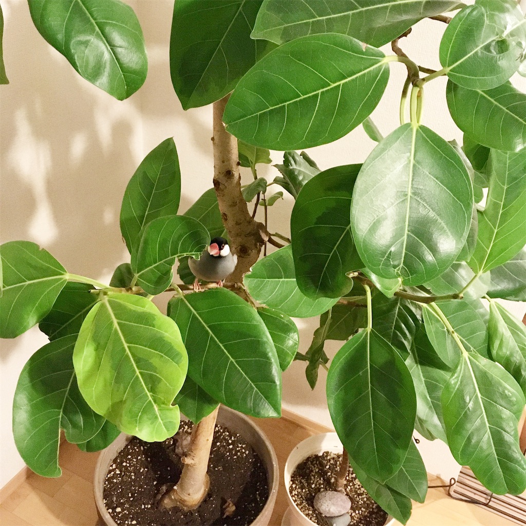 年季の入ったウンベラータです