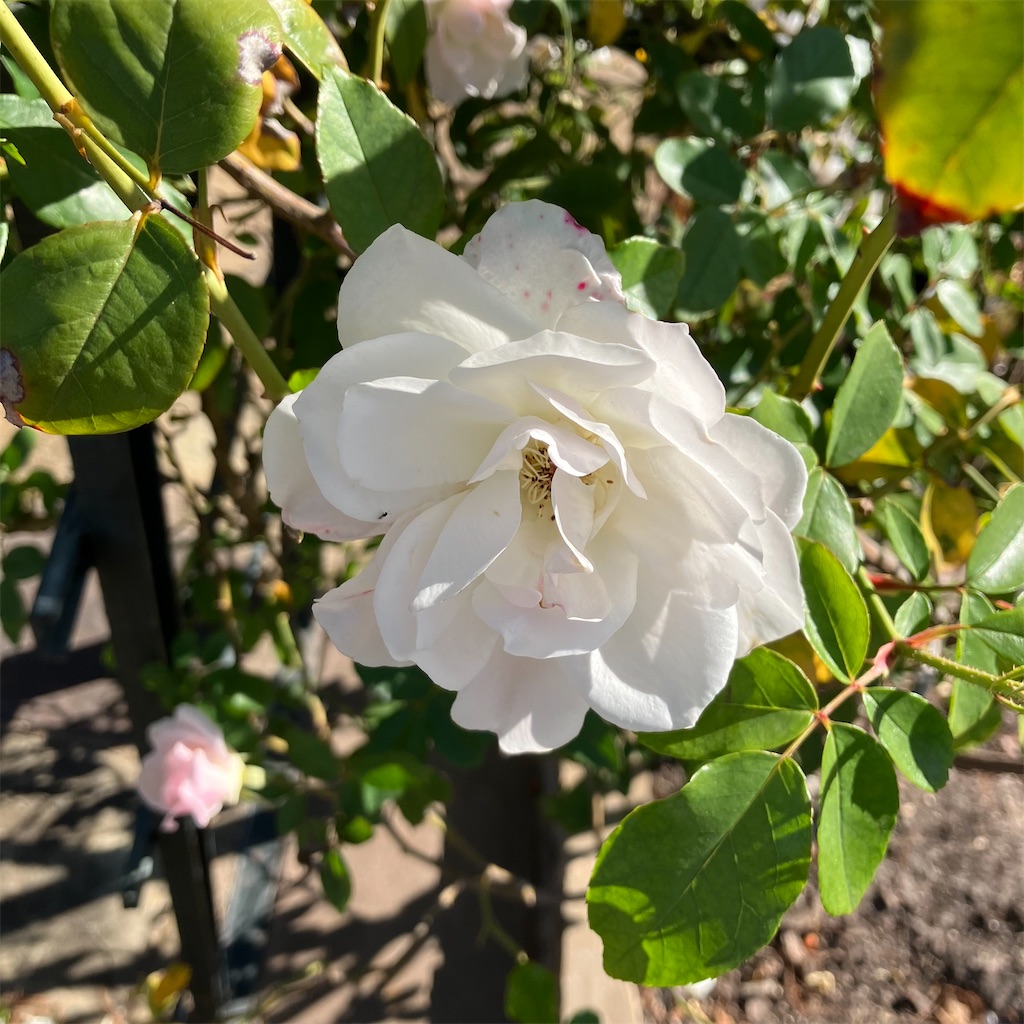 f:id:torilover:20231215122056j:image f:id:torilover:20231215122056j:image