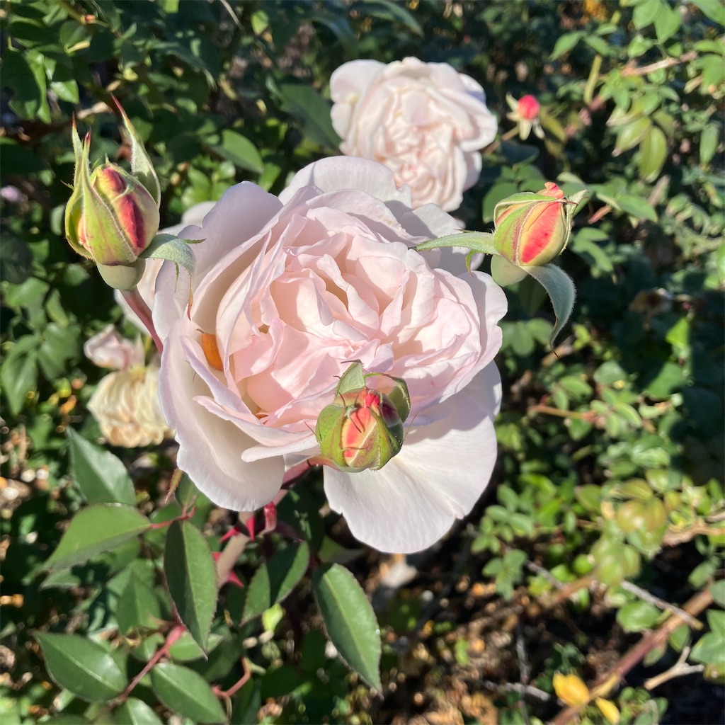 f:id:torilover:20231215122126j:image f:id:torilover:20231215122126j:image