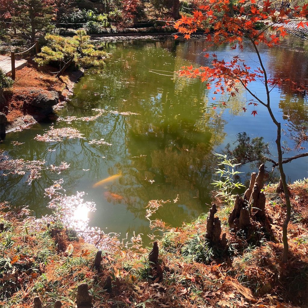 f:id:torilover:20231215122134j:image f:id:torilover:20231215122134j:image