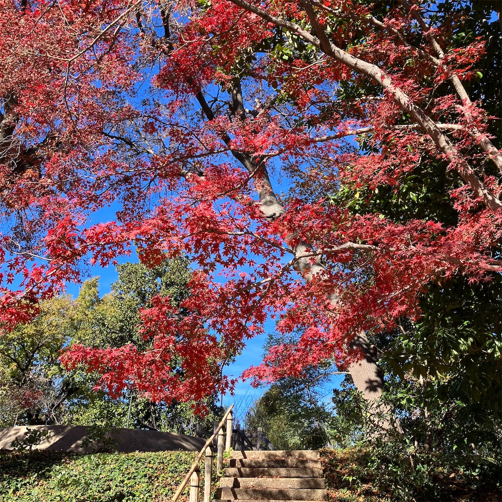 f:id:torilover:20231215122219j:image f:id:torilover:20231215122219j:image