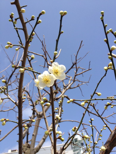 f:id:torimusi:20120309012622j:image f:id:torimusi:20120309012622j:image