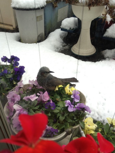 f:id:torimusi:20120325050832j:image