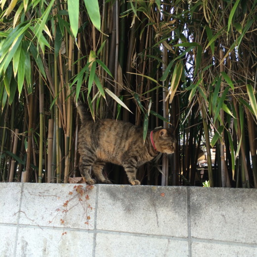 f:id:torimusi:20150406080338j:image