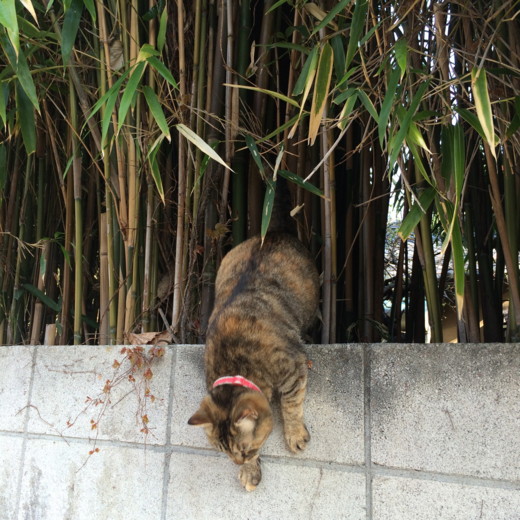 f:id:torimusi:20150406080345j:image