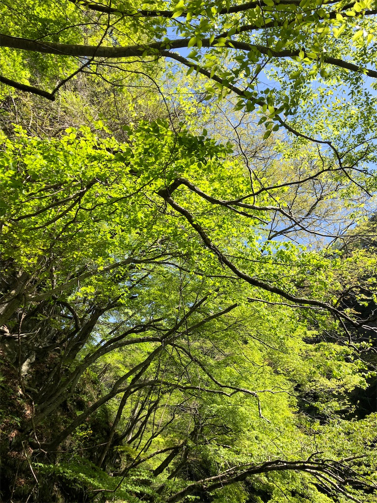 f:id:toriniku2019:20220428200609j:image