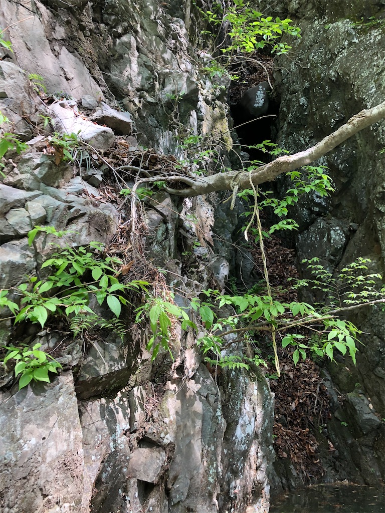 f:id:toriniku2019:20220428200636j:image