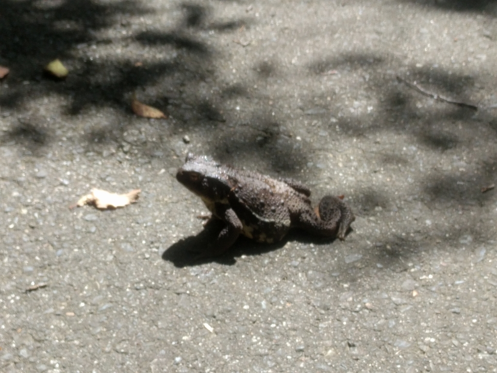 f:id:torisyun:20180903193148j:plain