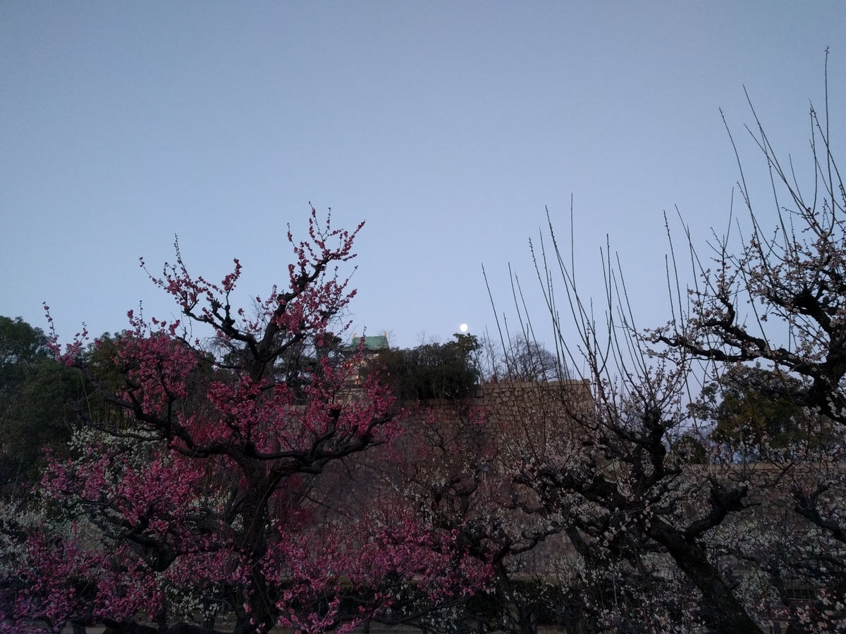 f:id:torisyun:20200212083537j:plain