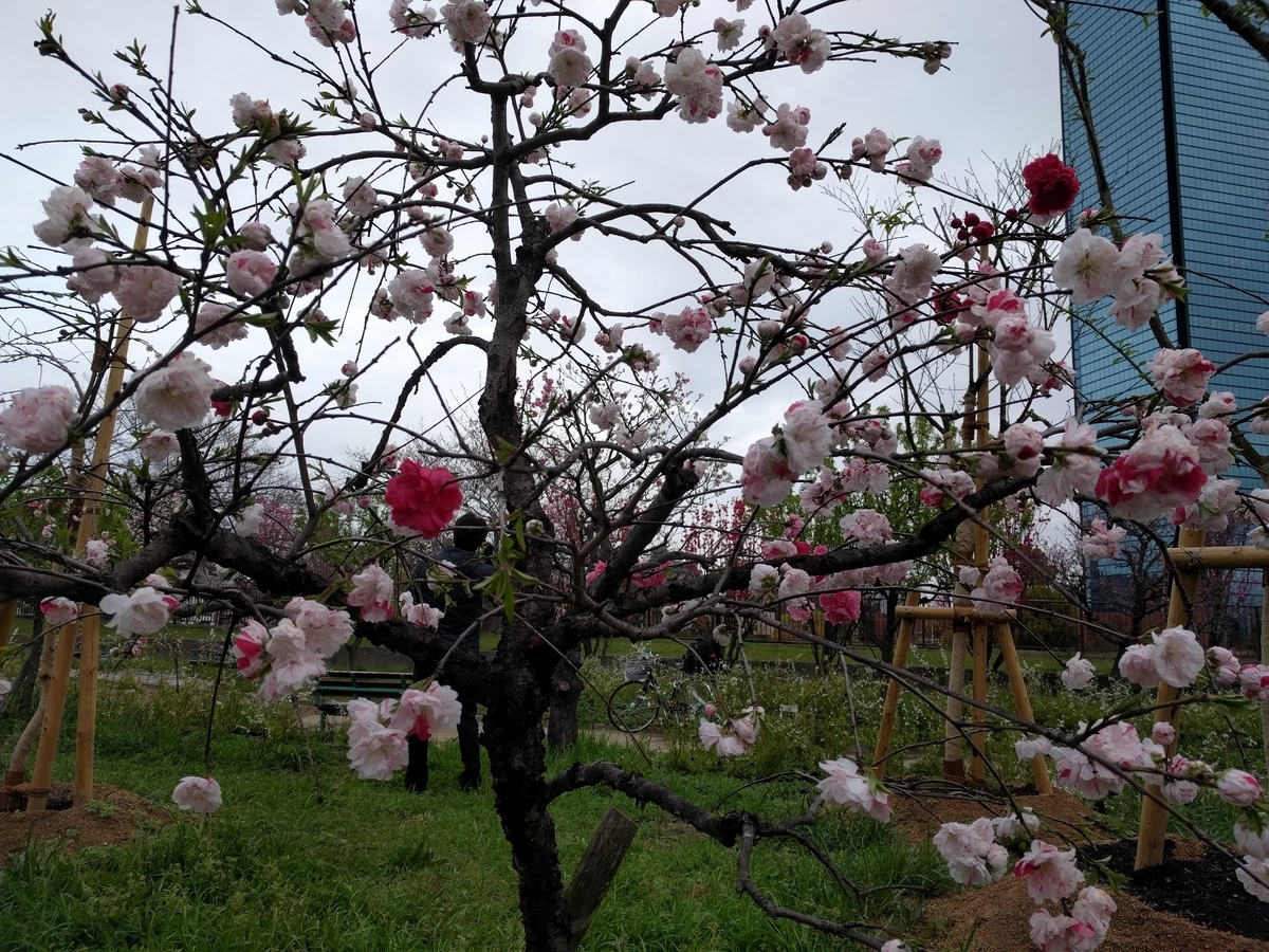 f:id:torisyun:20200401130356j:plain f:id:torisyun:20200401130356j:plain
