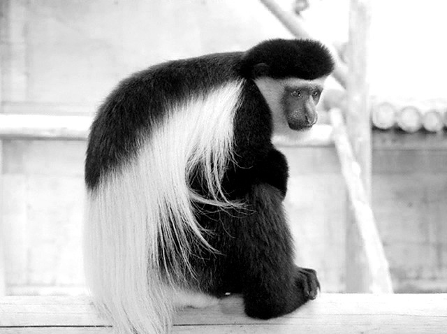 f:id:toritamegoro:20180829114704j:plain f:id:toritamegoro:20180829114704j:plain