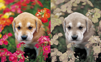 f:id:toritamegoro:20180829131246j:plain f:id:toritamegoro:20180829131246j:plain