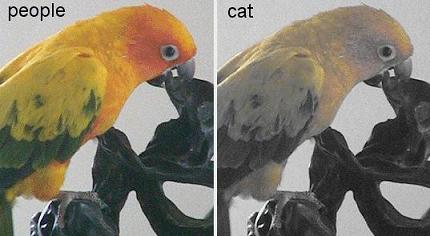 f:id:toritamegoro:20180829132849j:plain f:id:toritamegoro:20180829132849j:plain