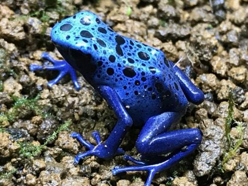 f:id:toritamegoro:20180829134316p:plain f:id:toritamegoro:20180829134316p:plain