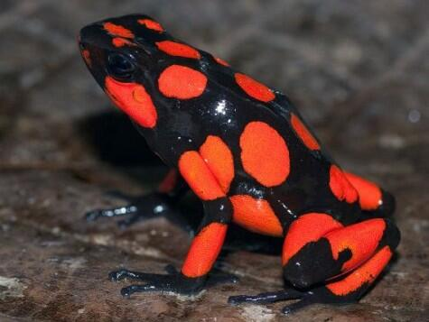 f:id:toritamegoro:20180829134415p:plain f:id:toritamegoro:20180829134415p:plain